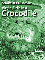 The act of reptile reproduction suggests that dinosaurs and pterosaurs may have been capable of parthenogenesis, too, much like the creatures in ''Jurassic Park''.